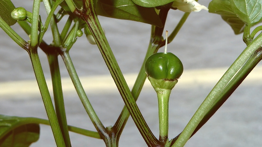 Hot Cherry X Nocera