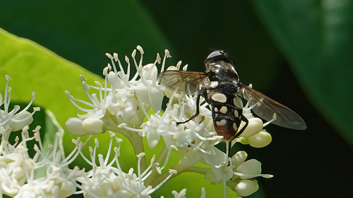 Hoverfly