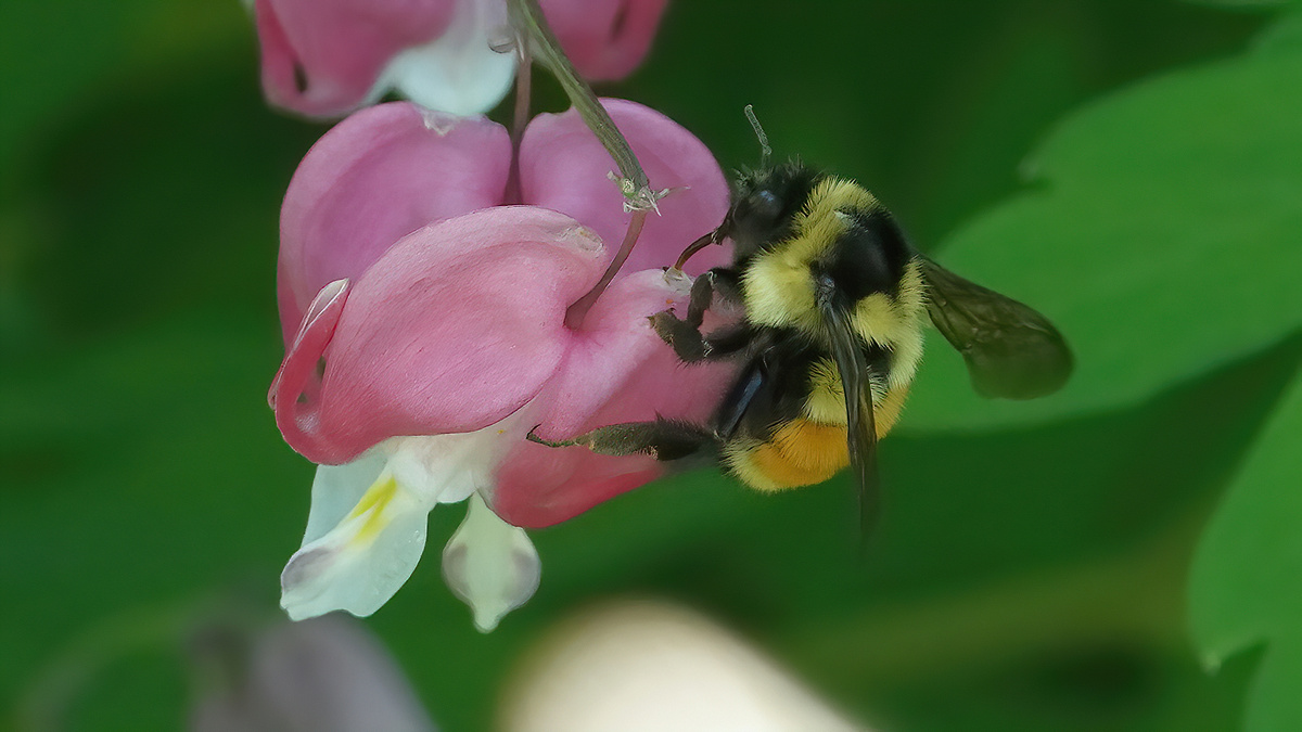 Hummel bohrt