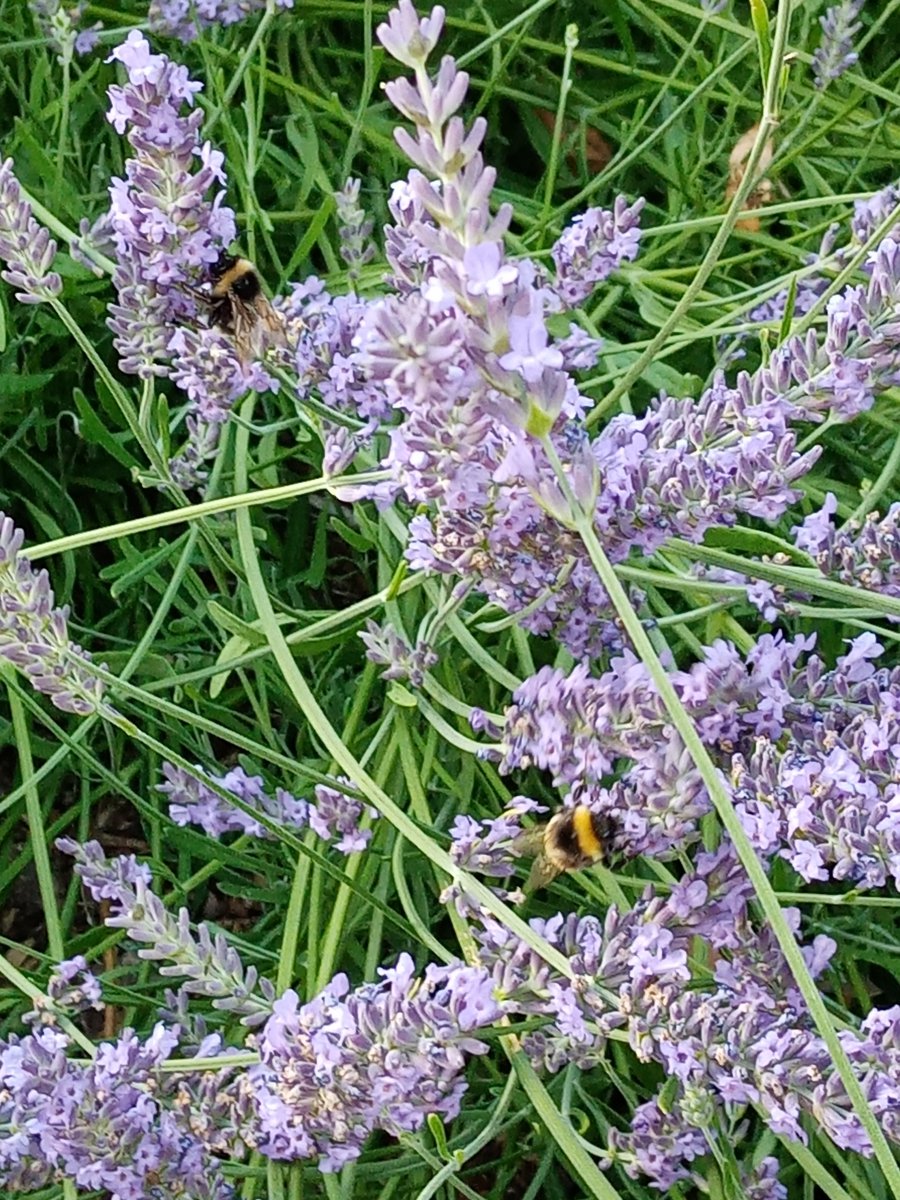 Hummeln im Lavendel