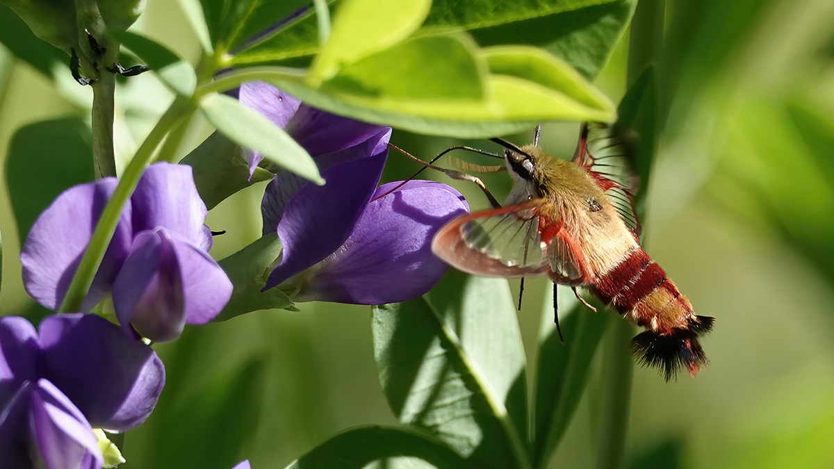 Hummingbird Clearwing Moth
