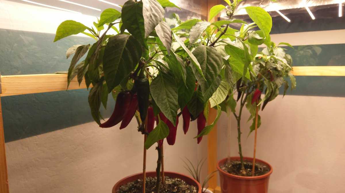 IMAG0028.jpg