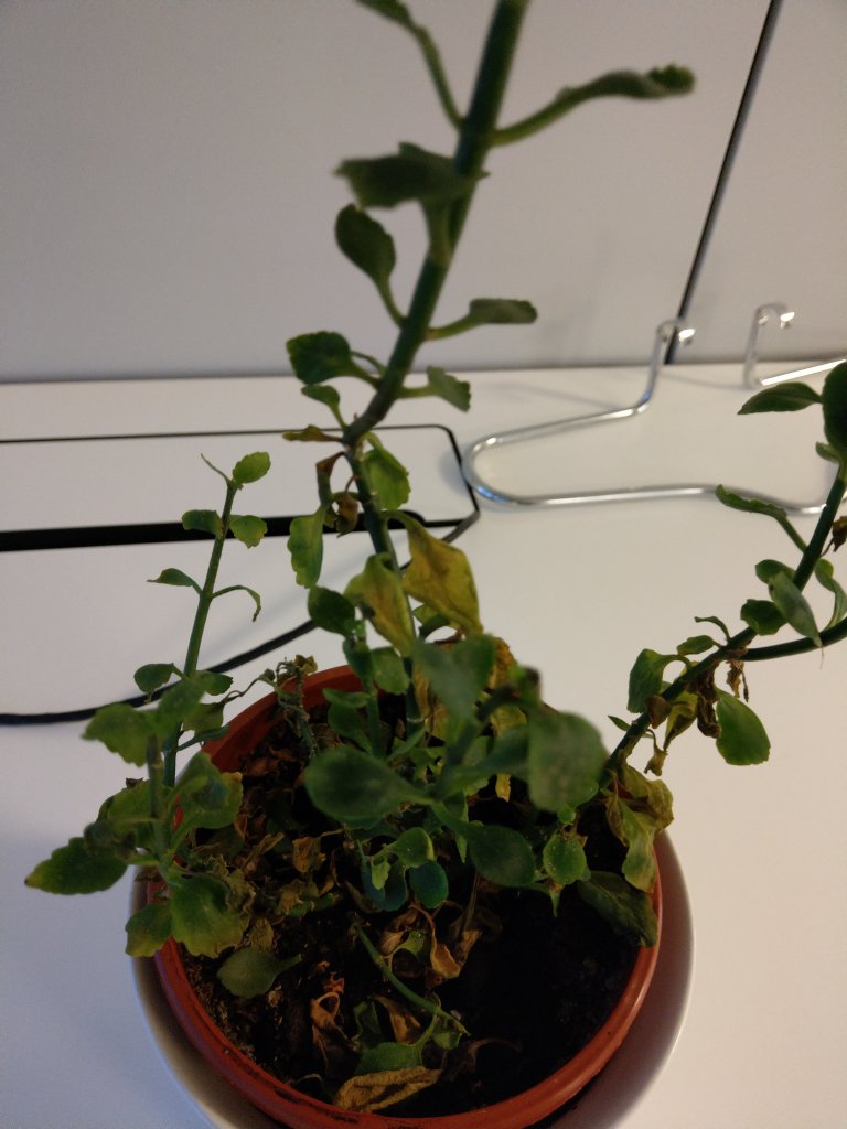 IMAG0034