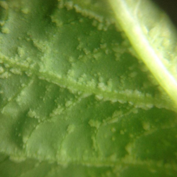 Image4