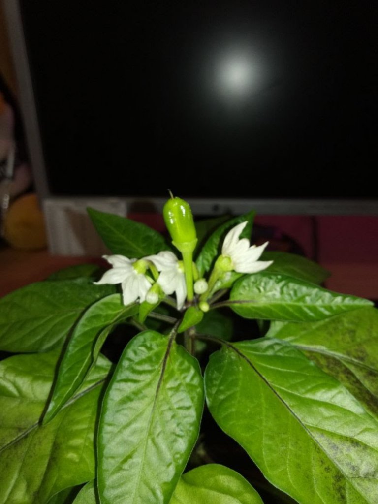 IMG-20180316-WA0006