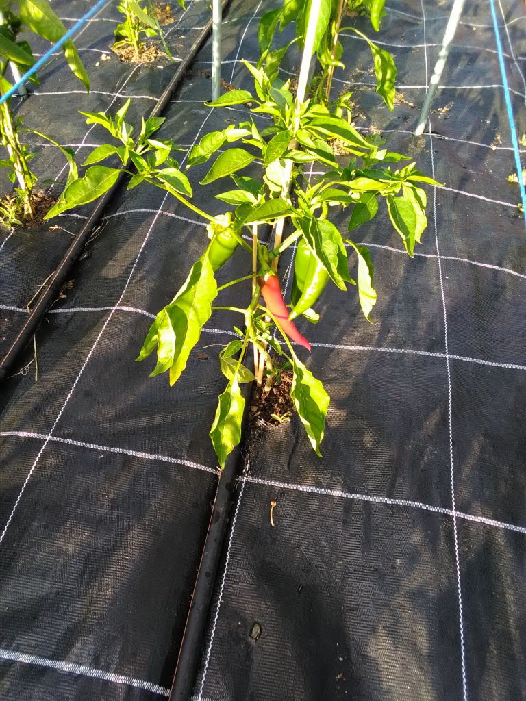 IMG-20180626-WA0001