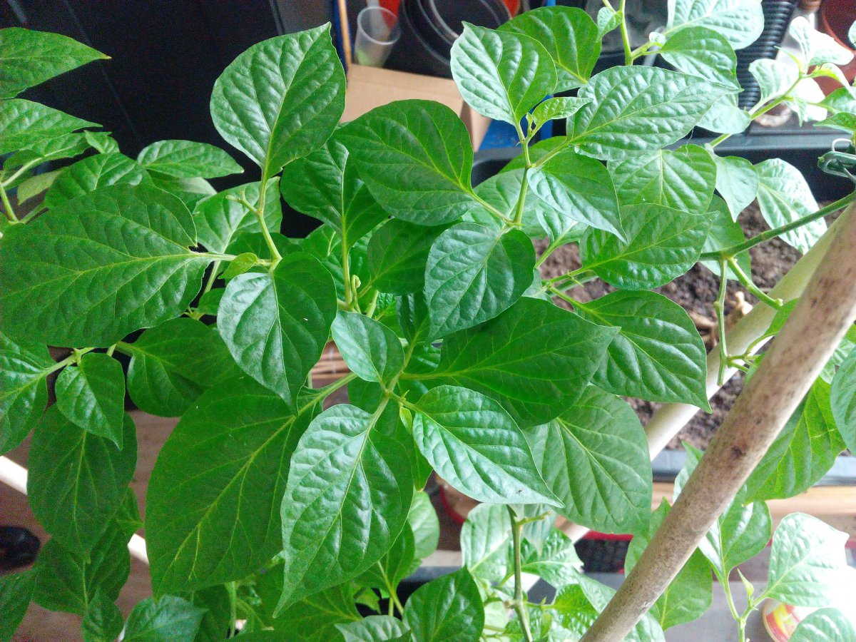 IMG_20190330_160218.jpg