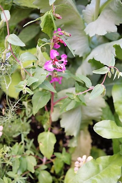 IMG_2453_cleaned.JPG
