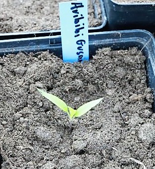 IMG_3126_cleaned.JPG