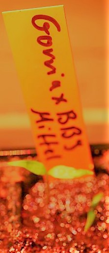 IMG_3326_cleaned.JPG