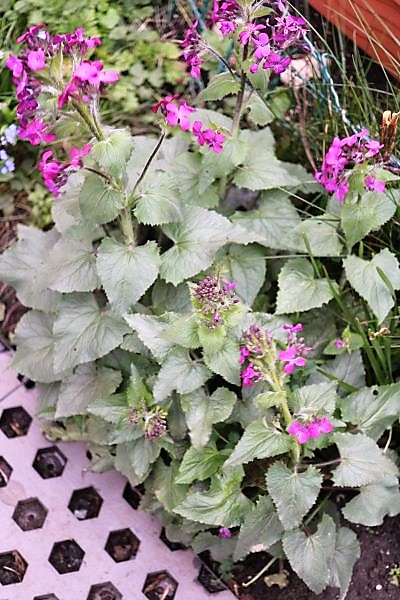 IMG_3458_cleaned.JPG
