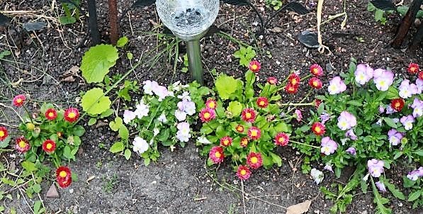 IMG_3687_cleaned.JPG