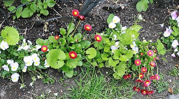 IMG_3690_cleaned.JPG