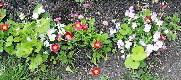 IMG_3691_cleaned.JPG
