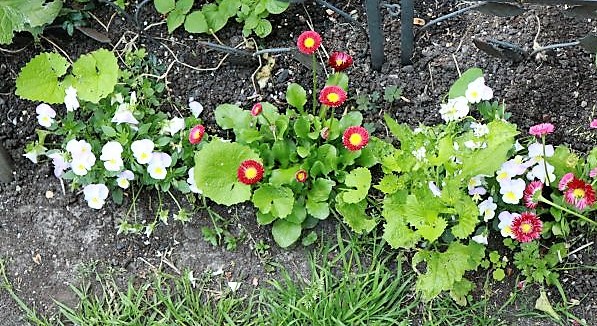 IMG_3692_cleaned.JPG