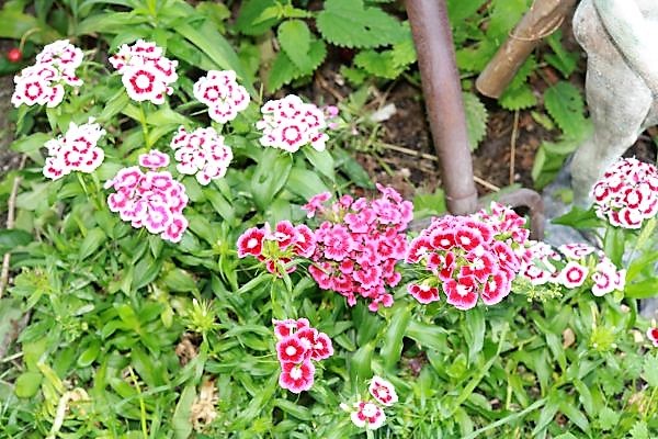 IMG_3716_cleaned.JPG
