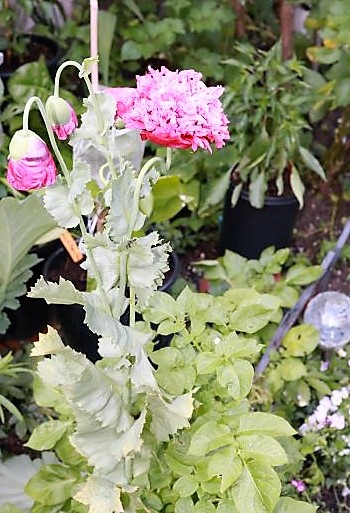 IMG_3718_cleaned.JPG