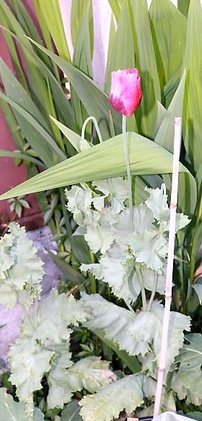 IMG_3719_cleaned.JPG