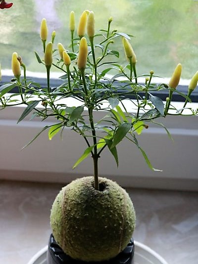 IMG_3769_cleaned.JPG