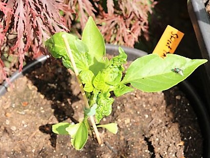IMG_3986_cleaned.JPG