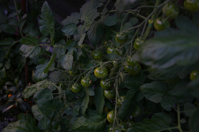 IMG_7096-Tomaten-2