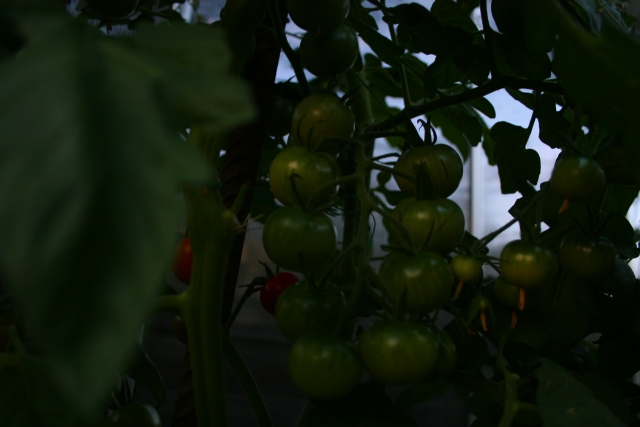 IMG_7097-Tomaten-3