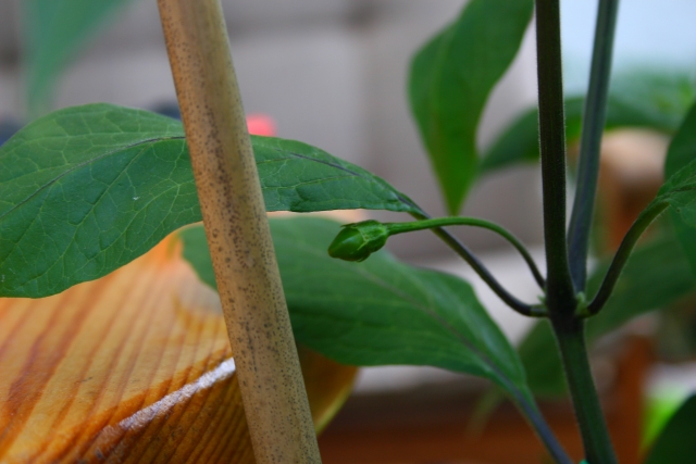 IMG_7104-rocoto-de-seda-2