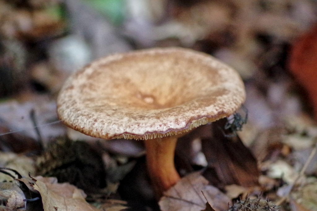 IMGP2817