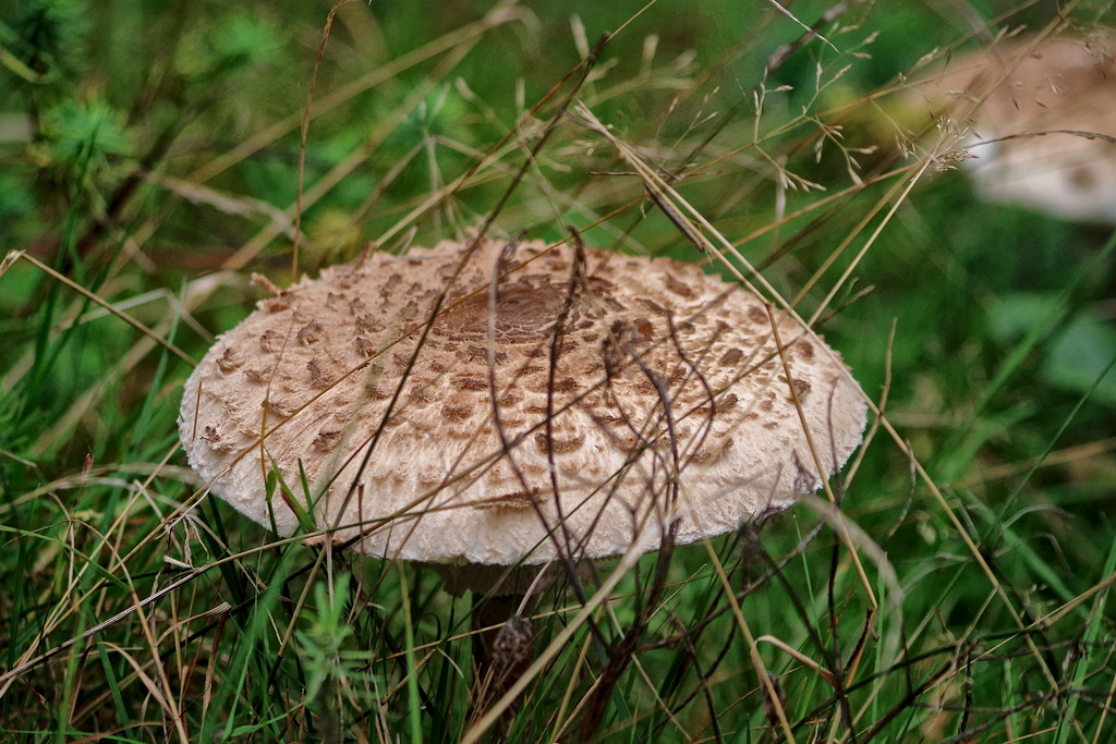 IMGP2840