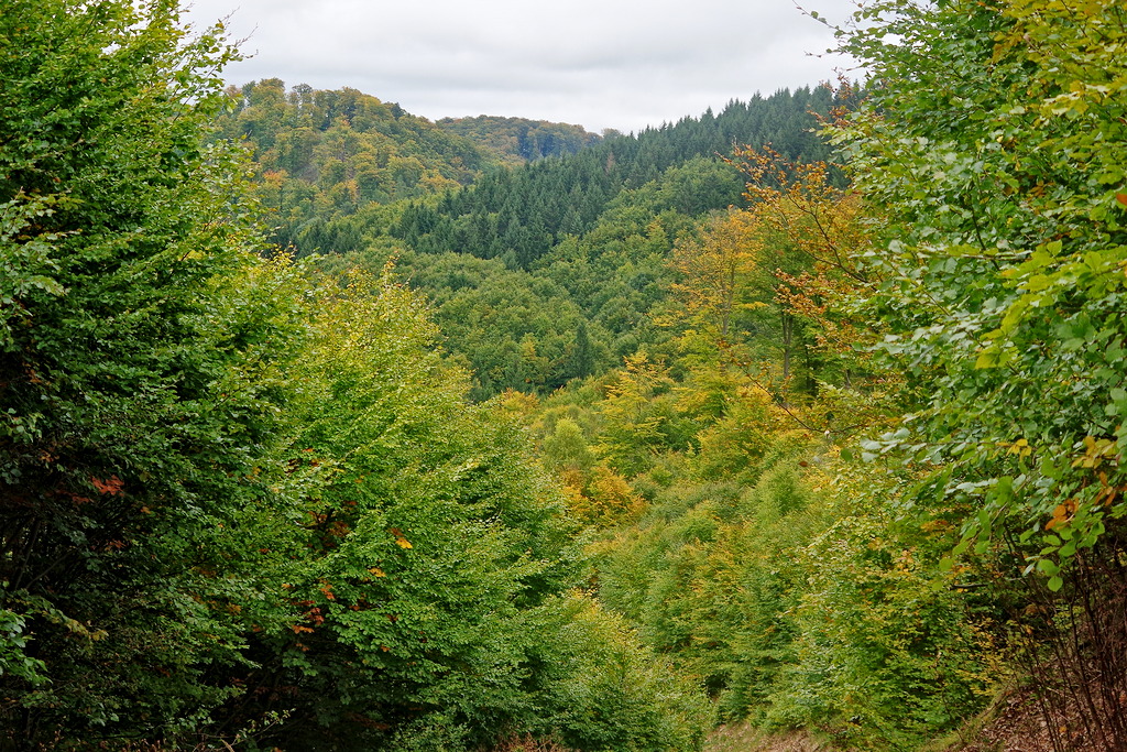 IMGP2841
