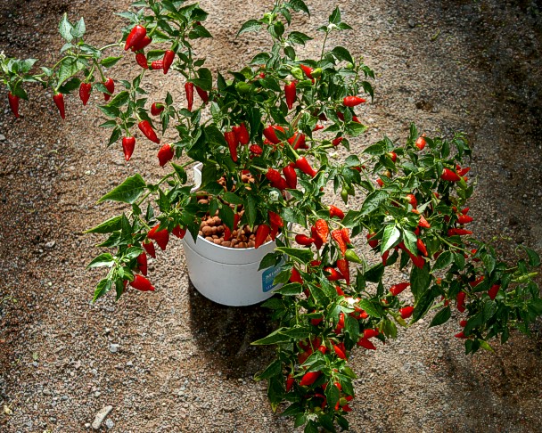 Inca red drop in Passiv Hydro