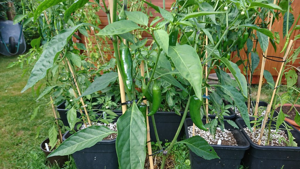 Jalapeno 04.07 (2)