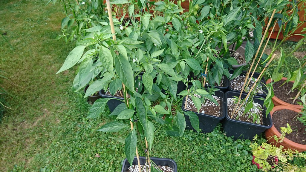 Jalapeno 04.07