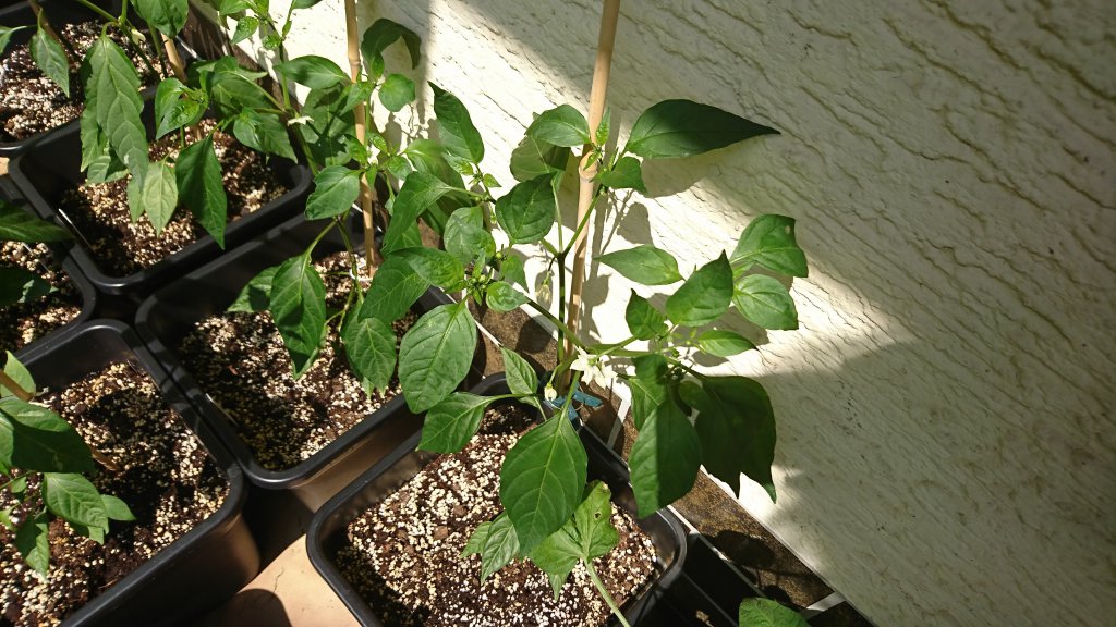 Jalapeno 30.05.