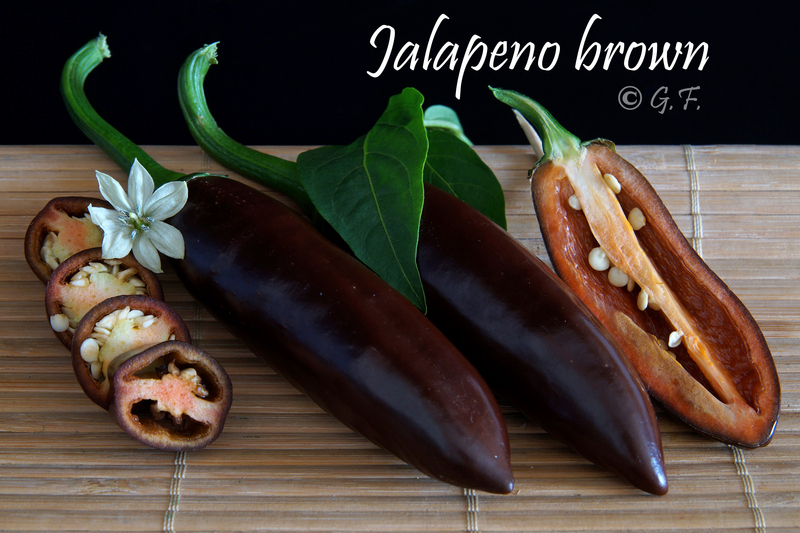 Jalapeno Brown