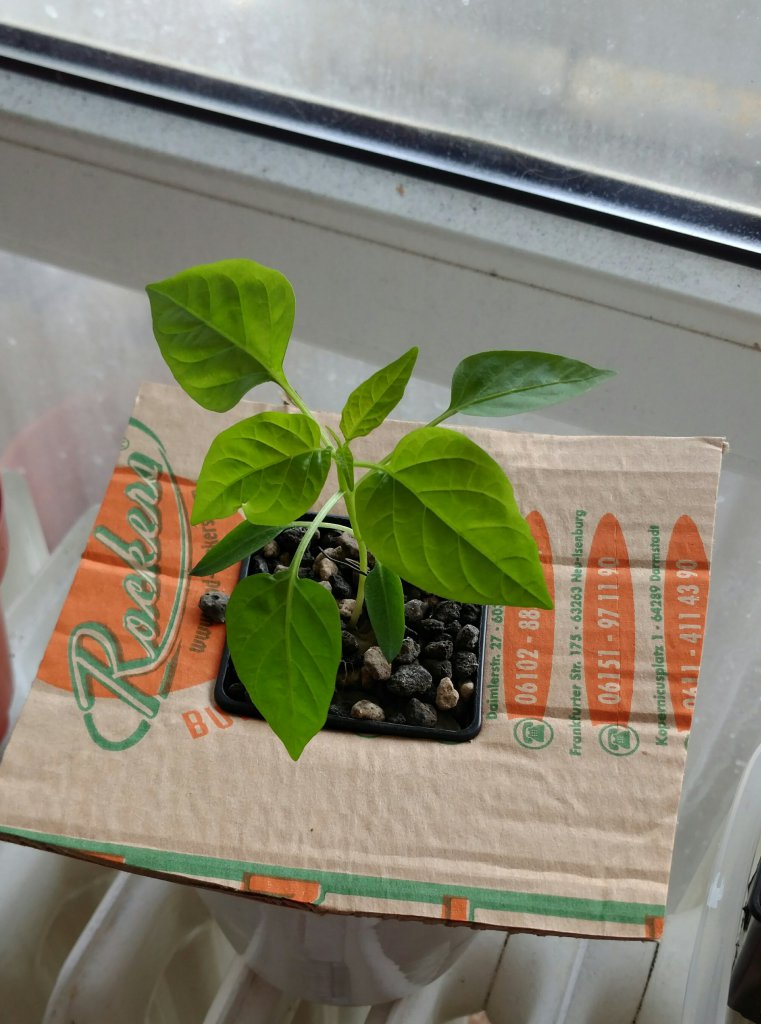 Jalapeño Brown