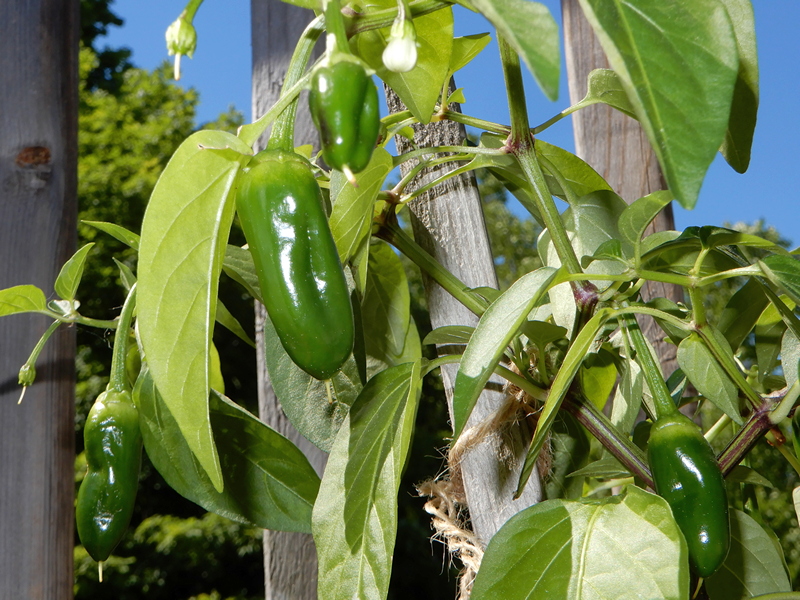 Jalapeno Brown