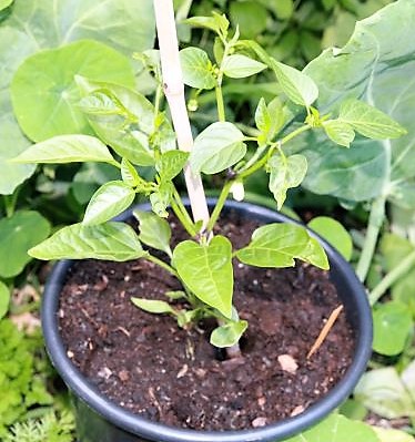 Jalapeno Brown