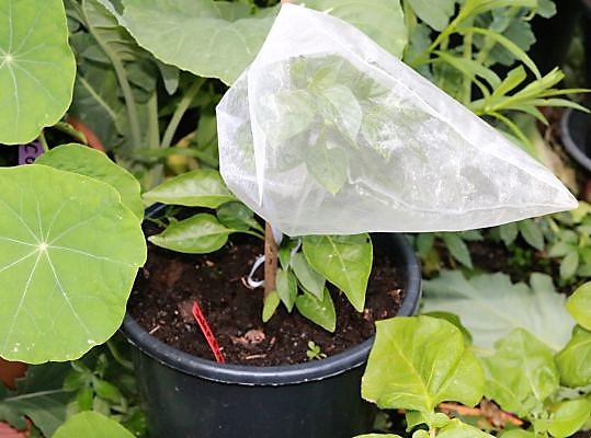 Jalapeno Brown