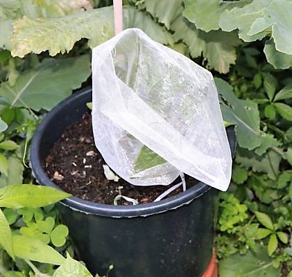 Jalapeno Brown