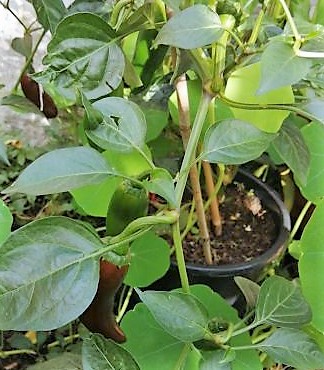 Jalapeno Brown