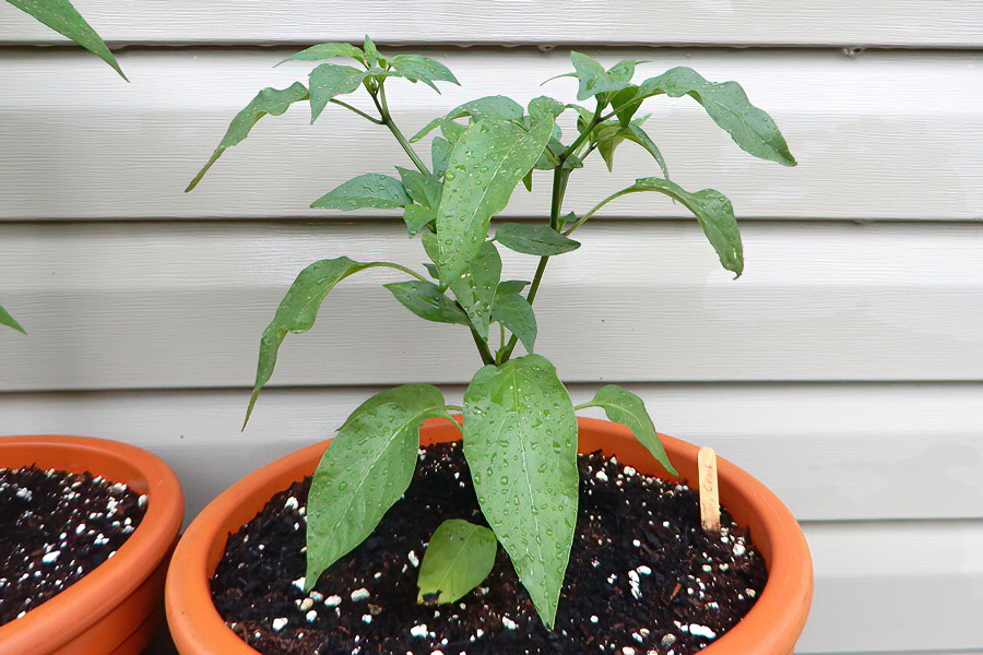Jalapeno Craig