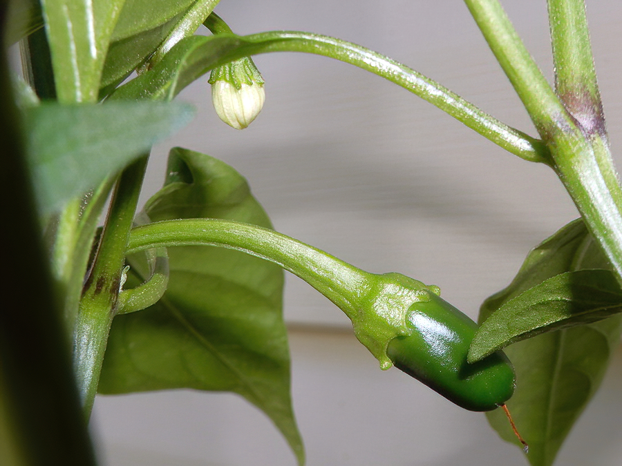 Jalapeno Craig