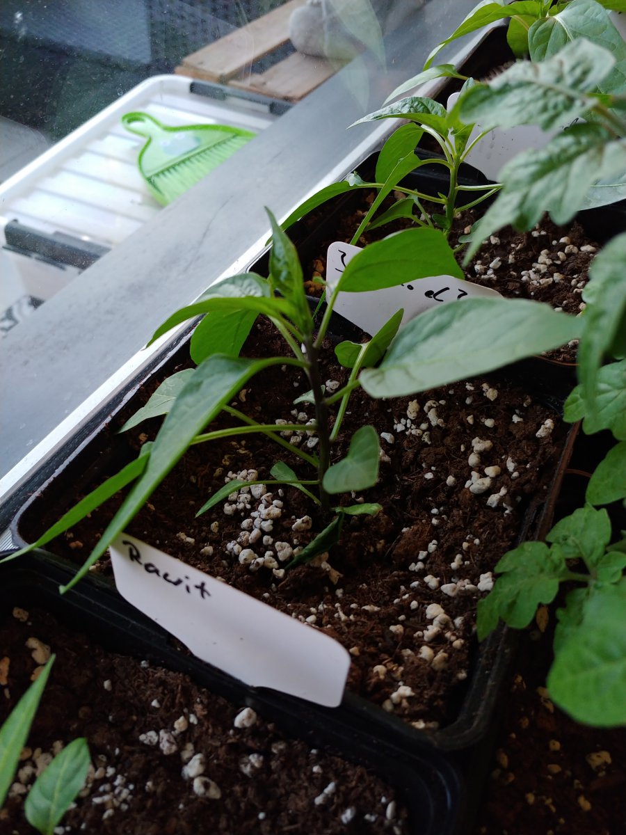 Jalapeño el Jefe