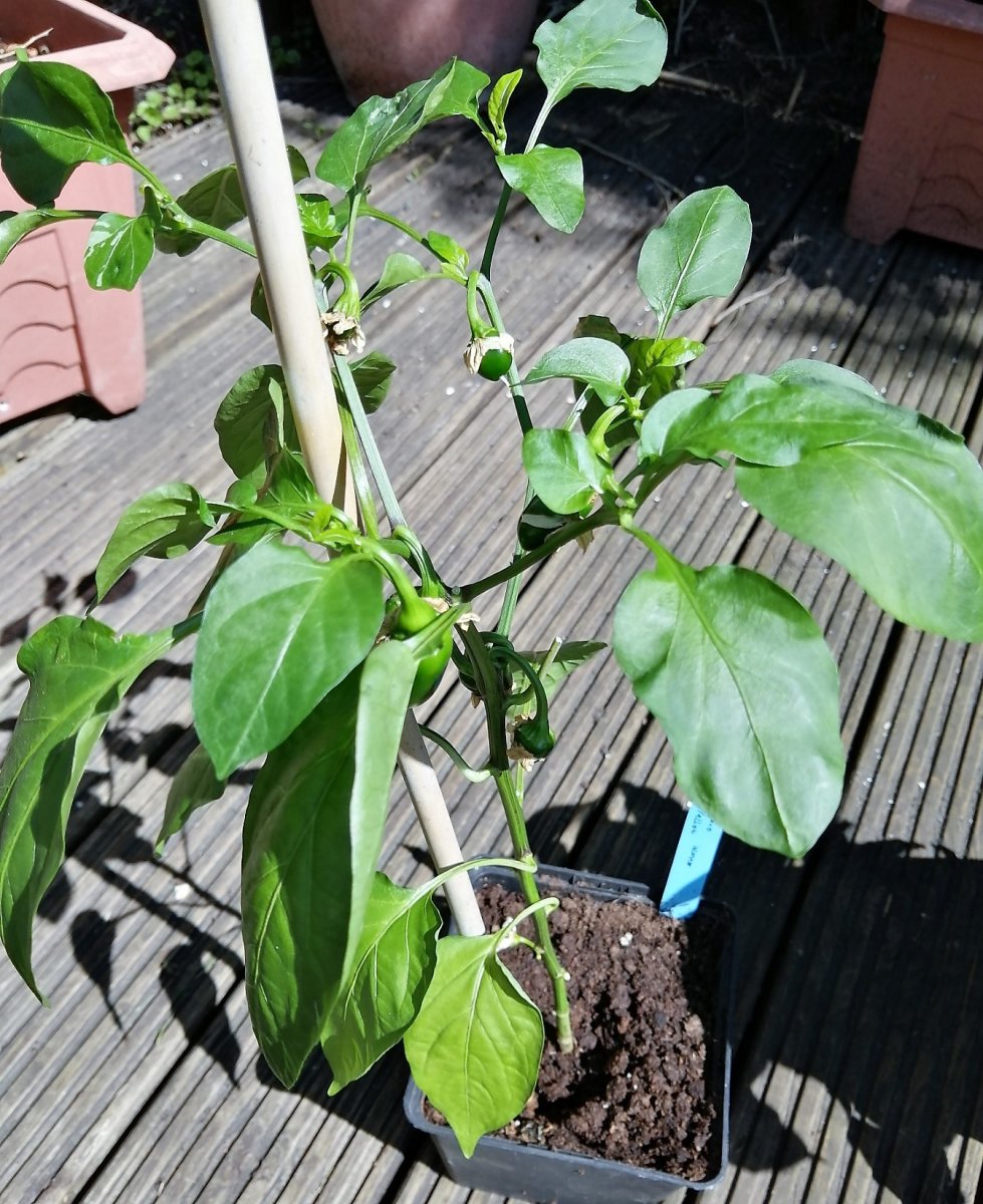Jalapeno gelb