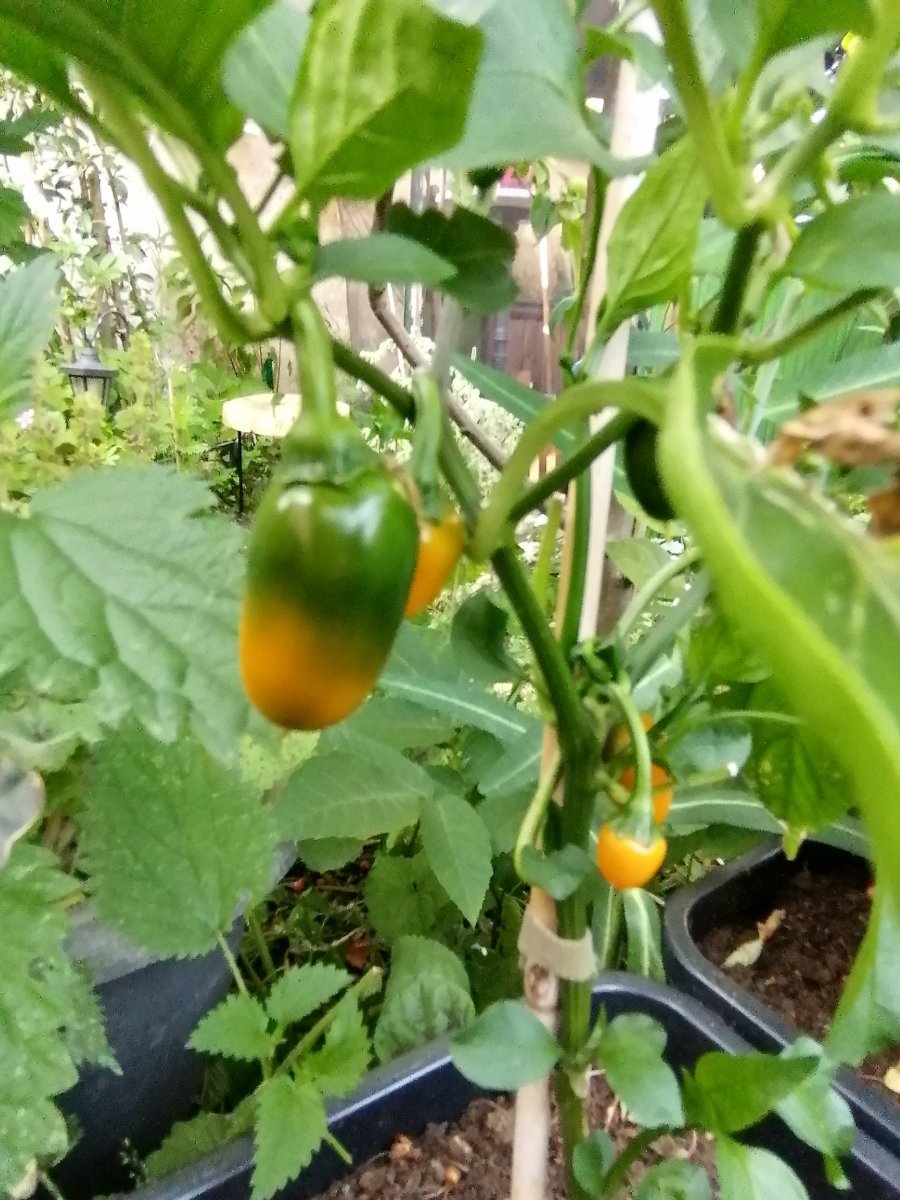 Jalapeno gelb