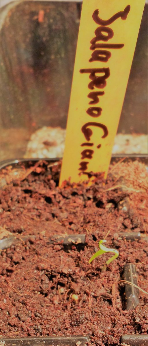 Jalapeno Giant