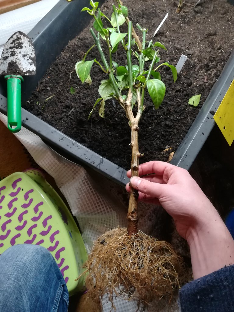 Jalapeno Grande