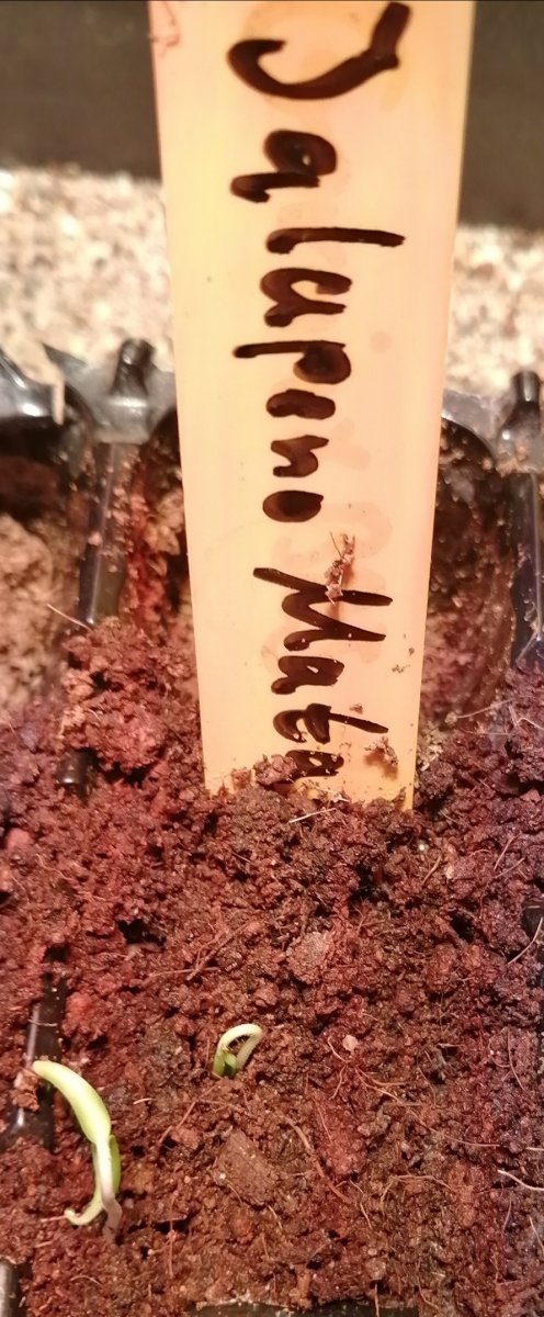 Jalapeno Matapeno