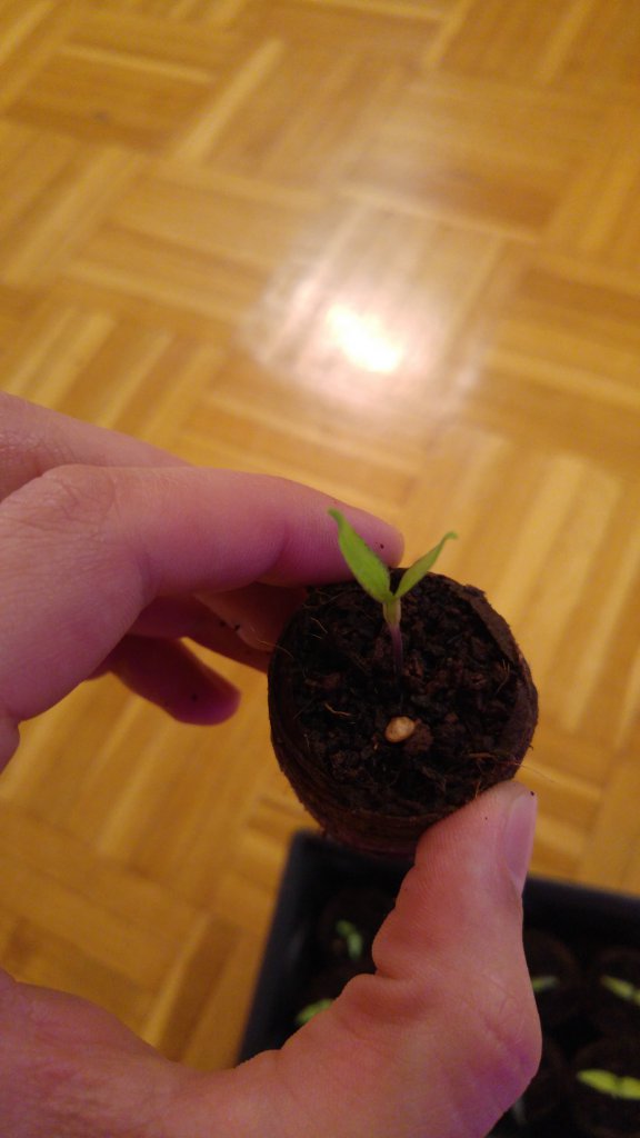 Jalapeno orange
